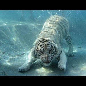 Meet your Posher, Ahmed